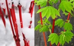 Pacific Fire Vine Maple - 3 Gallon Pot -Wilson Bros Gardens Shop acer circinatum pacific fire vine maple tree 7 1
