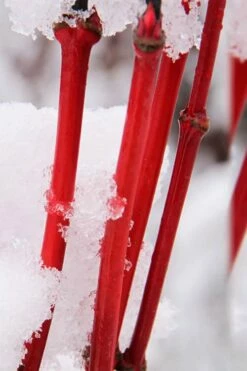 Pacific Fire Vine Maple - 5 Gallon Pot -Wilson Bros Gardens Shop acer circinatum pacific fire vine maple tree 8