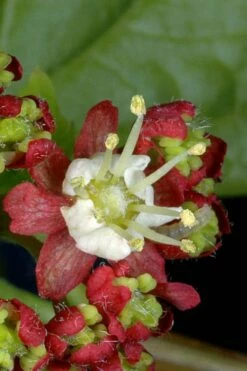 Vine Maple (Acer Circinatum) - 5 Gallon Pot -Wilson Bros Gardens Shop acer circinatum vine maple 13 2