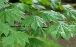 Vine Maple (Acer Circinatum) - 5 Gallon Pot -Wilson Bros Gardens Shop acer circinatum vine maple 3