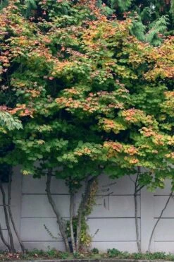 Vine Maple (Acer Circinatum) - 5 Gallon Pot -Wilson Bros Gardens Shop acer circinatum vine maple flowers 21