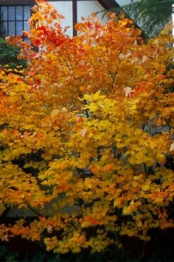 Vine Maple (Acer Circinatum) - 5 Gallon Pot -Wilson Bros Gardens Shop acer circinatum vine maple flowers 25 2