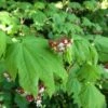Vine Maple (Acer Circinatum) - 5 Gallon Pot