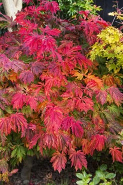 New Release 17 Dancing Peacock Japanese Maple (Acer Japonicum 'Aconitifolium') - 3 Gallon Pot (2-3')