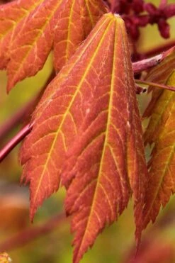 Emmett's Pumpkin Japanese Maple (Acer Japonicum) - 1 Gallon Pot -Wilson Bros Gardens Shop acer japonicum emmets pumpkin japanese maple 1