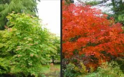 Emmett's Pumpkin Japanese Maple (Acer Japonicum) - 1 Gallon Pot -Wilson Bros Gardens Shop acer japonicum emmets pumpkin japanese maple 10