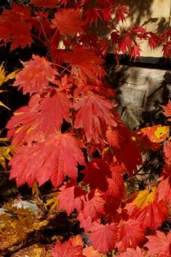 Emmett's Pumpkin Japanese Maple (Acer Japonicum) - 1 Gallon Pot -Wilson Bros Gardens Shop acer japonicum emmets pumpkin japanese maple 5