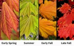 Emmett's Pumpkin Japanese Maple (Acer Japonicum) - 1 Gallon Pot -Wilson Bros Gardens Shop acer japonicum emmets pumpkin japanese maple 7