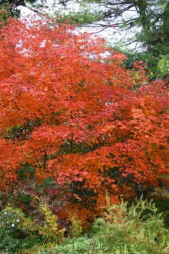 Emmett's Pumpkin Japanese Maple (Acer Japonicum) - 1 Gallon Pot -Wilson Bros Gardens Shop acer japonicum emmets pumpkin japanese maple 9