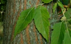 Box Elder Maple Tree (Acer Negundo) - 1 Gallon Pot -Wilson Bros Gardens Shop acer negundo box elder ash maple 2 1