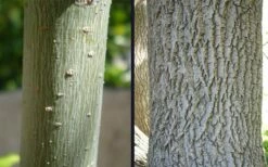 Box Elder Maple Tree (Acer Negundo) - 3 Gallon Pot -Wilson Bros Gardens Shop acer negundo box elder maple bark