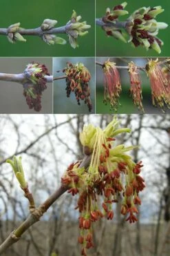 Box Elder Maple Tree (Acer Negundo) - 3 Gallon Pot -Wilson Bros Gardens Shop acer negundo box elder maple tree flowers