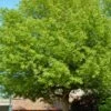 Box Elder Maple Tree (Acer Negundo) - 3 Gallon Pot