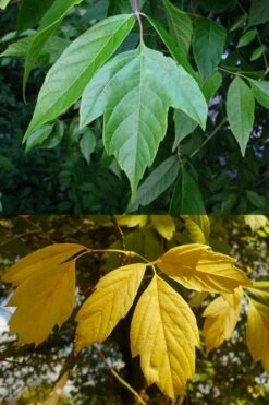 Box Elder Maple Tree (Acer Negundo) - 3 Gallon Pot -Wilson Bros Gardens Shop acer negundo box elder tree 4