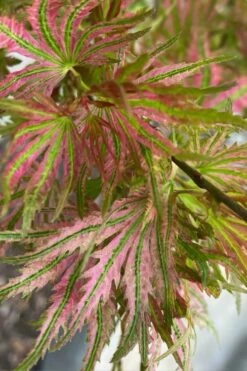 Abigail Rose Japanese Maple - 3 Gallon Pot -Wilson Bros Gardens Shop acer palmatum abigail rose japanese maple 3