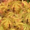 Anne Irene Japanese Maple - 3 Gallon Pot