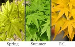 Aoyagi Japanese Maple (Ukon) - 5 Gallon Pot -Wilson Bros Gardens Shop acer palmatum aoyagi japanese maple 2