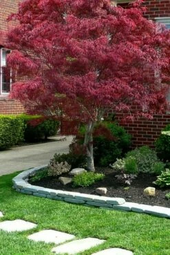 Ribbon Leaf Japanese Maple (Acer Palmatum 'Atrolineare') - 3 Gallon Pot