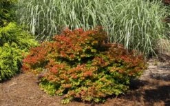 Beni Hime Dwarf Japanese Maple - 3 Gallon Pot -Wilson Bros Gardens Shop acer palmatum beni hime japanese maple 21