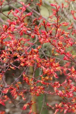 Beni Hime Dwarf Japanese Maple - 3 Gallon Pot -Wilson Bros Gardens Shop acer palmatum beni hime japanese maple 5