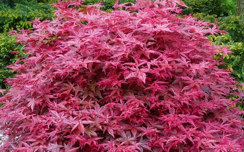 'Beni Maiko' Red Dancing Girl Japanese Maple - 1 Gallon Pot 5 'Beni Maiko' Red Dancing Girl Japanese Maple - 1 Gallon Pot - Image 5