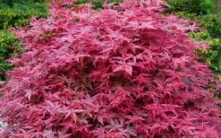 'Beni Maiko' Red Dancing Girl Japanese Maple - 2 Gallon Pot -Wilson Bros Gardens Shop acer palmatum beni maiko japanese maple 2