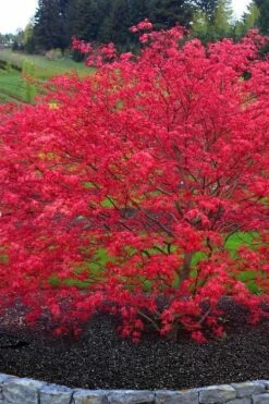 'Beni Maiko' Red Dancing Girl Japanese Maple - 2 Gallon Pot