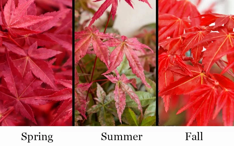 'Beni Maiko' Red Dancing Girl Japanese Maple - 1 Gallon Pot 4 'Beni Maiko' Red Dancing Girl Japanese Maple - 1 Gallon Pot - Image 4