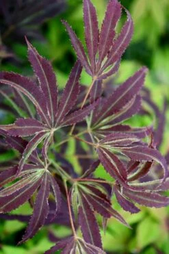 'Beni Shi En' Purple Smoke Japanese Maple - 3 Gallon Pot