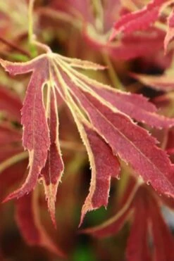 'Beni Shi En' Purple Smoke Japanese Maple - 3 Gallon Pot -Wilson Bros Gardens Shop acer palmatum beni shi en japanese maple tree 15