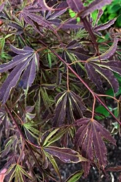 'Beni Shi En' Purple Smoke Japanese Maple - 3 Gallon Pot -Wilson Bros Gardens Shop acer palmatum beni shi en japanese maple tree 20