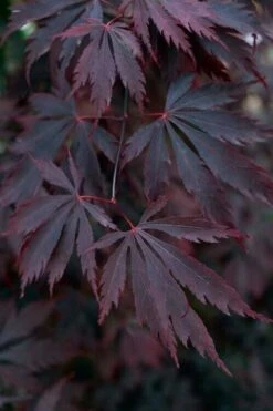 Black Lace Japanese Maple - 6 Gallon Pot -Wilson Bros Gardens Shop acer palmatum black lace japanese maple 1