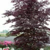 Black Lace Japanese Maple - 6 Gallon Pot