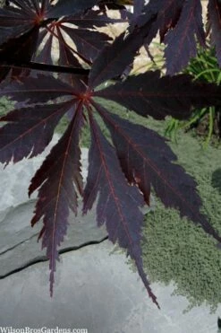 Black Lace Japanese Maple - 6 Gallon Pot -Wilson Bros Gardens Shop acer palmatum black lace japanese maple 3