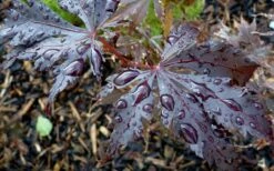 Black Lace Japanese Maple - 6 Gallon Pot -Wilson Bros Gardens Shop acer palmatum black lace japanese maple 4