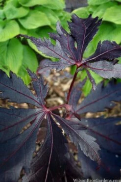 Black Lace Japanese Maple - 6 Gallon Pot -Wilson Bros Gardens Shop acer palmatum black lace japanese maple 5