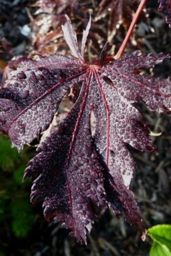 Black Lace Japanese Maple - 6 Gallon Pot -Wilson Bros Gardens Shop acer palmatum black lace japanese maple 7
