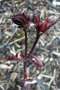 Black Lace Japanese Maple - 6 Gallon Pot -Wilson Bros Gardens Shop acer palmatum black lace japanese maple 8
