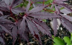 Black Lace Japanese Maple - 6 Gallon Pot -Wilson Bros Gardens Shop acer palmatum black lace japanese maple 9