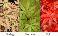 Blonde Beauty Japanese Maple - 3 Gallon Pot -Wilson Bros Gardens Shop acer palmatum blonde beauty japanese maple 2