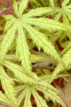 Blonde Beauty Japanese Maple - 3 Gallon Pot -Wilson Bros Gardens Shop acer palmatum blonde beauty japanese maple 3