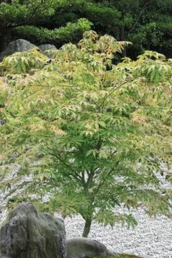 Blonde Beauty Japanese Maple - 3 Gallon Pot -Wilson Bros Gardens Shop acer palmatum blonde beauty japanese maple 5