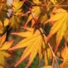 Spring Orange Japanese Maple (Acer Palmatum 'Daidai Haru) - 3 Gallon Pot