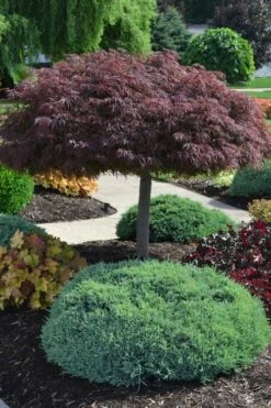 Crimson Queen Dwarf Japanese Maple (High Graft Tree Form) - 2 Gallon Pot -Wilson Bros Gardens Shop acer palmatum dissectum crimson queen high graft tree form formal