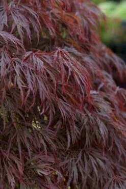 Crimson Queen Dwarf Japanese Maple (High Graft Tree Form) - 2 Gallon Pot -Wilson Bros Gardens Shop acer palmatum dissectum crimson queen leaves