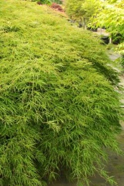 Otto's Dissectum Japanese Maple (Acer Palmatum) - 5 Gallon Pot -Wilson Bros Gardens Shop acer palmatum dissectum ottos japanese maple 1