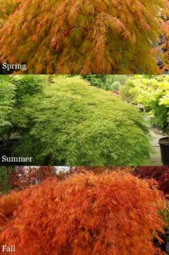 Otto's Dissectum Japanese Maple (Acer Palmatum) - 5 Gallon Pot -Wilson Bros Gardens Shop acer palmatum dissectum ottos japanese maple 2