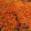 Otto's Dissectum Japanese Maple (Acer Palmatum) - 5 Gallon Pot