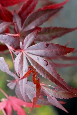 Dragon Tears Japanese Maple - 3 Gallon Pot -Wilson Bros Gardens Shop acer palmatum dragon tears japanese maple 1