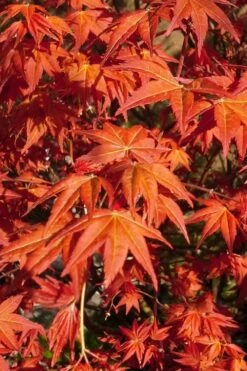 Dragon Tears Japanese Maple - 3 Gallon Pot
